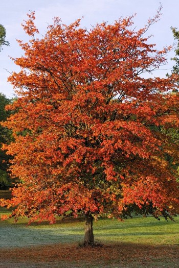 Парротія перська Белла|Parrotia persica Bella|Парротия персидская Белла
